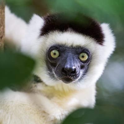 Fianarantsoa - Lémuriens à la réserve d Anja - Ranohira