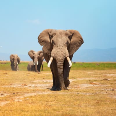 Parc national d'Amboseli-Lake Nakuru
