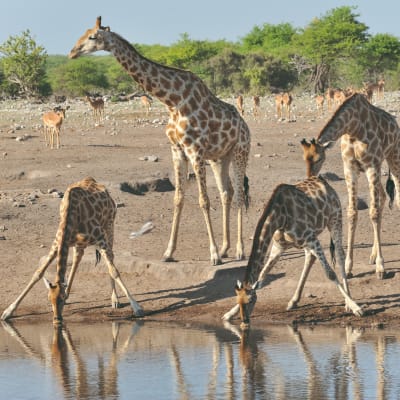 Parc National d'Etosha