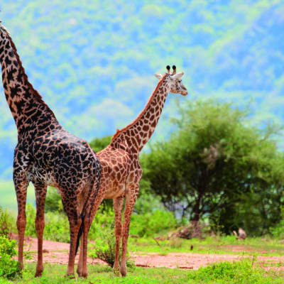 Safari de l'après-midi dans le parc national du lac Manyara