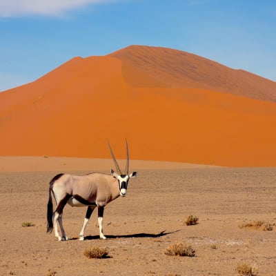 Jour 2: NamibRand Nature Reserve (Désert de Namib)