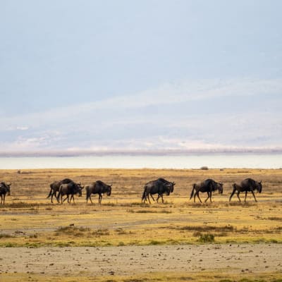 Zone de conservation de Karatu-Ngorongoro
