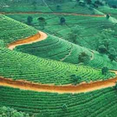 Visite de Nuwara Eliya
