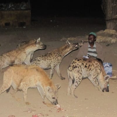 Harar ville chargée d histoire