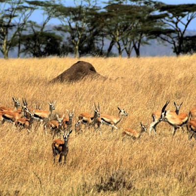 Le Parc national du Serengeti