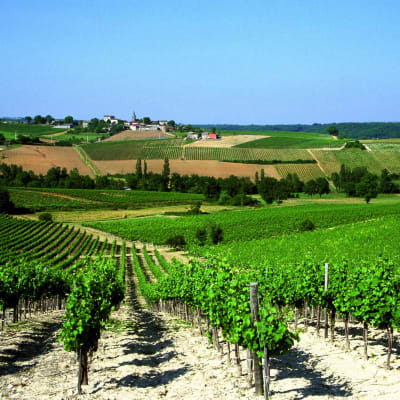 Vignobles et châteaux