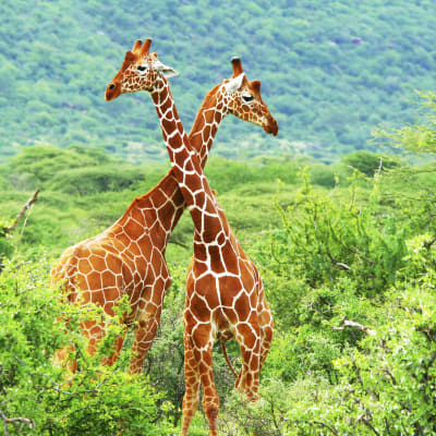 Samburu