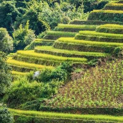 MAI CHAU - PU LUONG