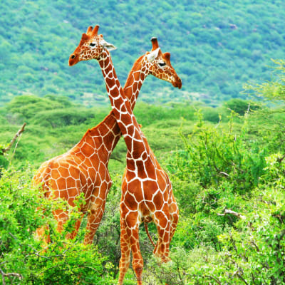 Meru-Samburu