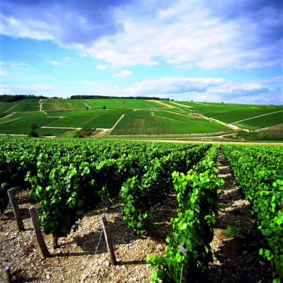 Visite de domaines viticoles exceptionnels
