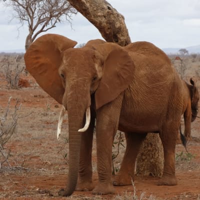 Tsavo Est