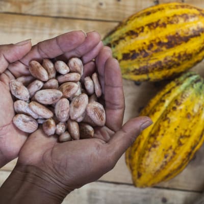 Mangroves et production de Cacao