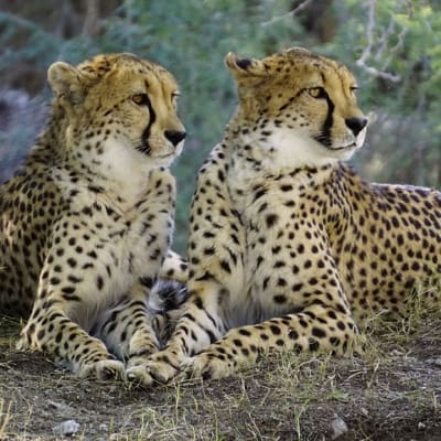 Maasai Mara reserve