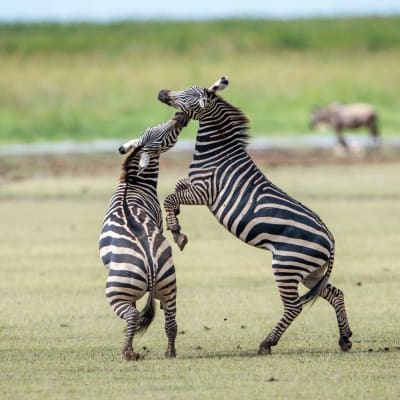 Journée complète d'observation de la faune dans le Serengeti Community Verified icon
