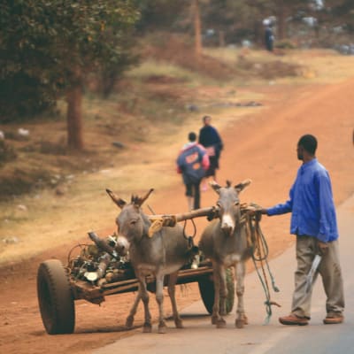 Transfert aéroport et jour de repos à Arusha