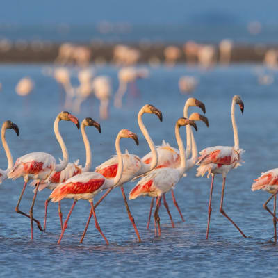 Une journée en Camargue sauvage