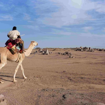 Oasis de Tenouchert