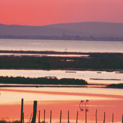 La Camargue haute en couleurs