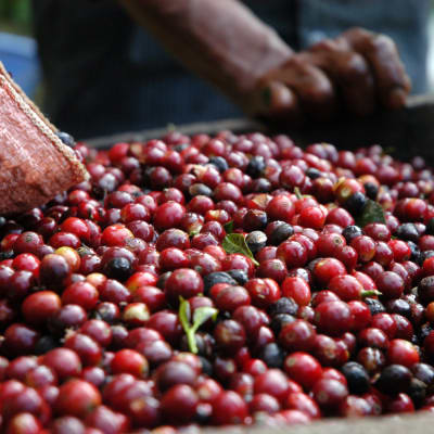 Petits producteurs de café d'Alta Verapaz