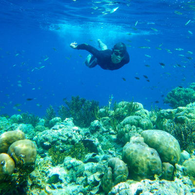 Snorkeling à Menjangan - Nuit à Pemuteran