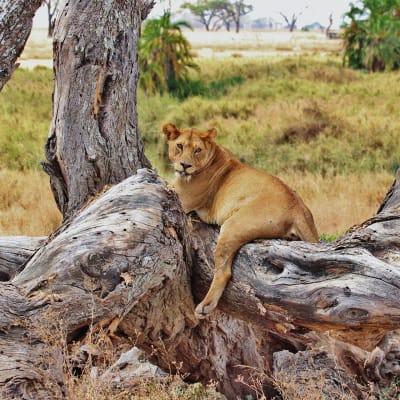 Jour 3:  Serengeti - Camp
