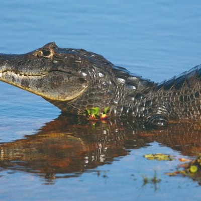 En route vers le Pantanal Sud