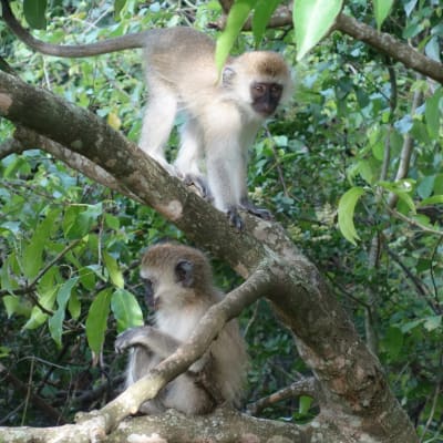 Trek des singes et transfert au lac Kivu pour une visite auprès des pêcheurs