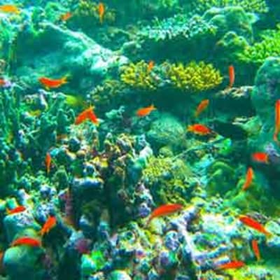 Snorkelling