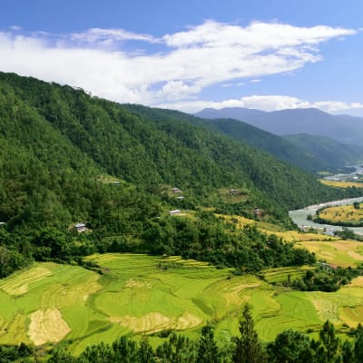 Vallée de Phobjikha - Punakha