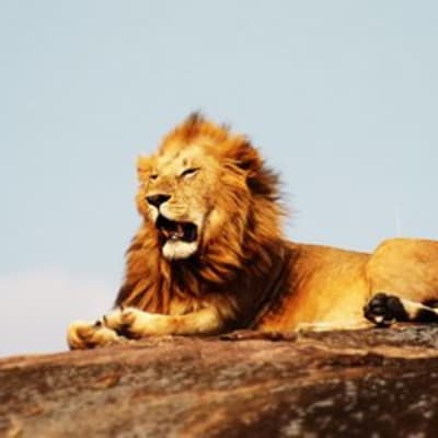 PARC NATIONAL DU SERENGETI