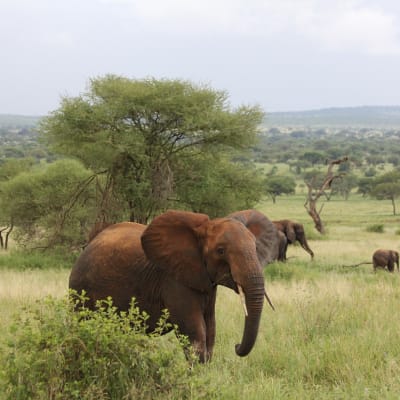 Safari dans le parc national de Tarangire