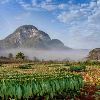 Découverte de la vallée de Vinales