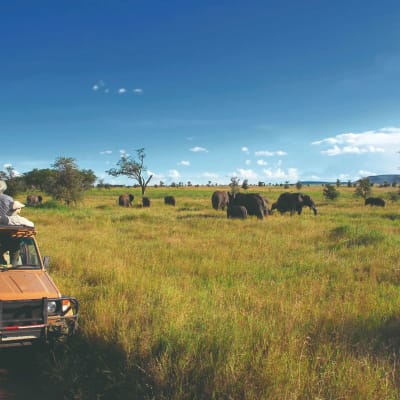 Journée complète au parc national du Serengeti