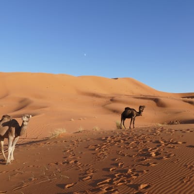 OUARZAZATE, LES GORGES DE TODRA, MERZOUGA, ERFOUD