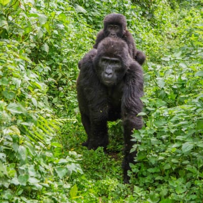 Gorilla Trekking Day