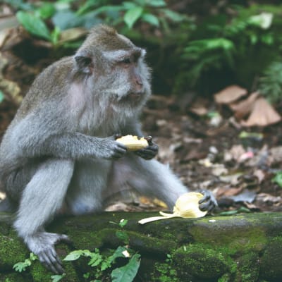 Ubud et les singes