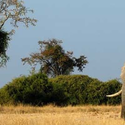 Découverte de la réserve naturelle de Savuti