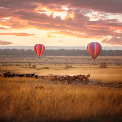 Masai Mara - Morijo (4h00 de route hors pauses)
