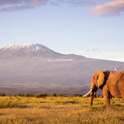 Arrivée - Aéroport de Kilimanjaro