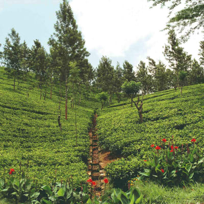 KANDY