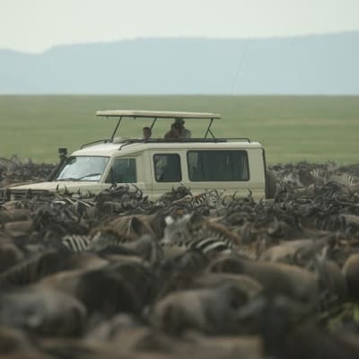 Marche sur les bords du cratère du Ngorongoro, ensuite safari au Serengeti