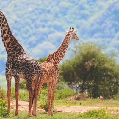 Safari - Parc national du lac Manyara