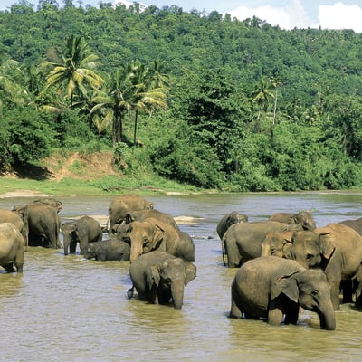 Les éléphants de Pinnawela et le jardin de Peradeniya