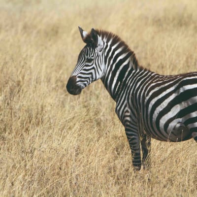 Journée complète d'observation de la faune dans le Serengeti