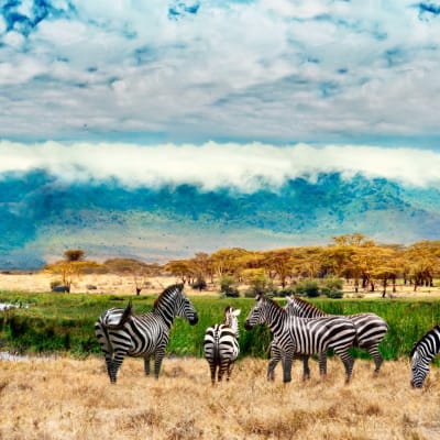 Cratère du Ngorongoro