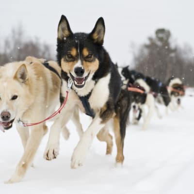 Dernier jour avec le musher