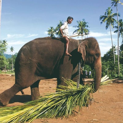 Kegalle, rencontre avec des éléphants