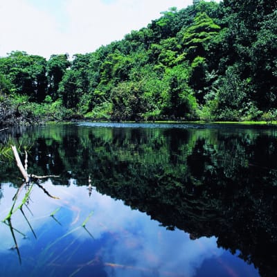 La petite Amazonie du Costa Rica