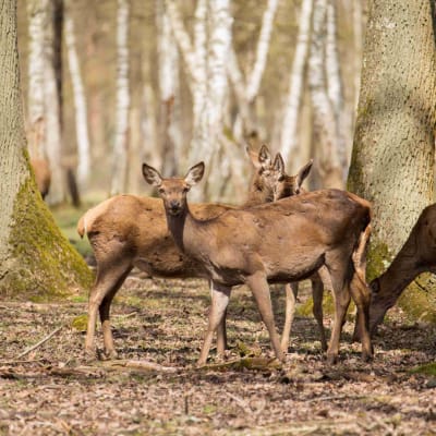 L'approche des animaux