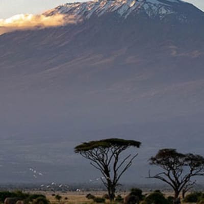 Visite du Parc National d'Amboseli